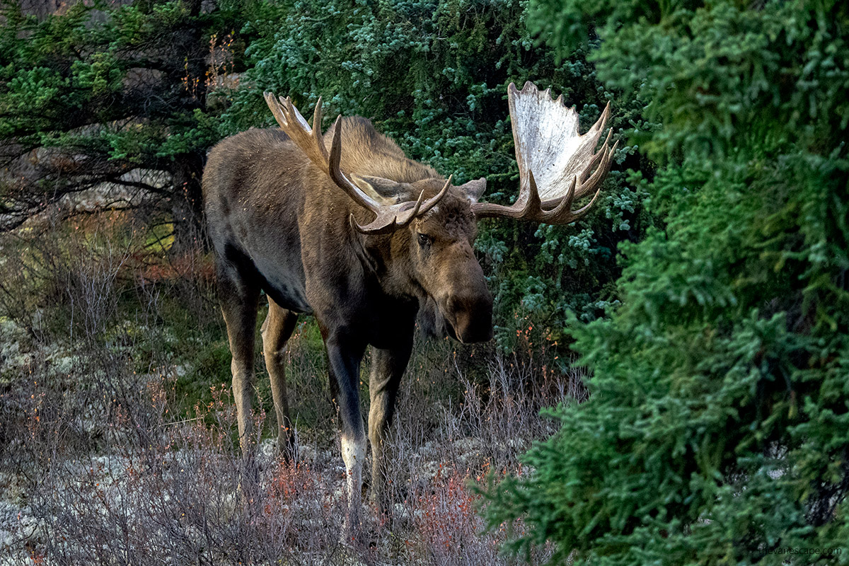 moose near Fairbanks in September