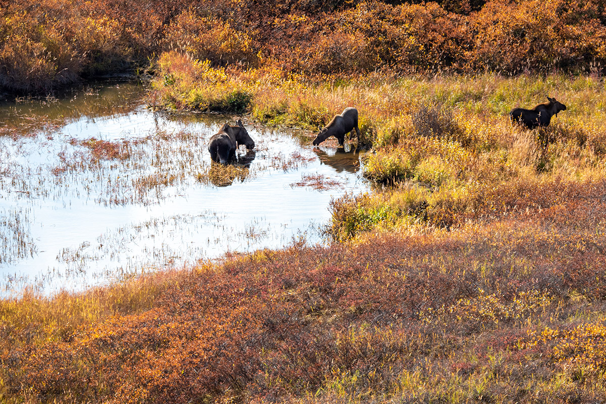 Wildlife in Denali National Park - moose in water in ponds on sunny day