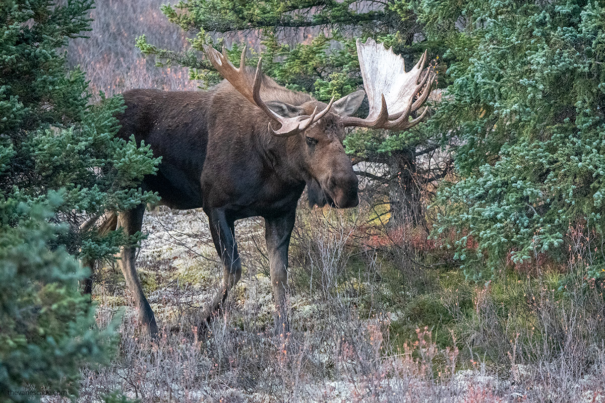 huge bull moose between trees in Denali