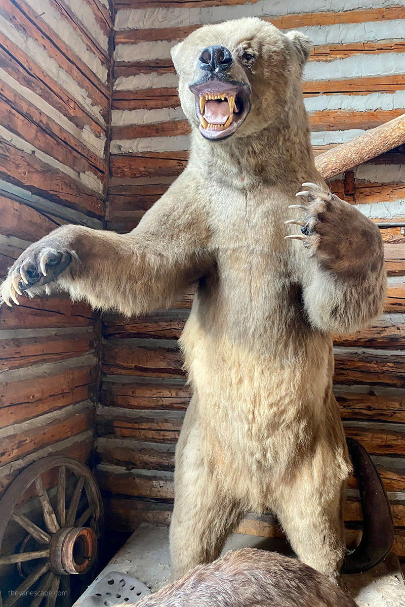 the bear in The Bear Gallery in Pioneer Park
