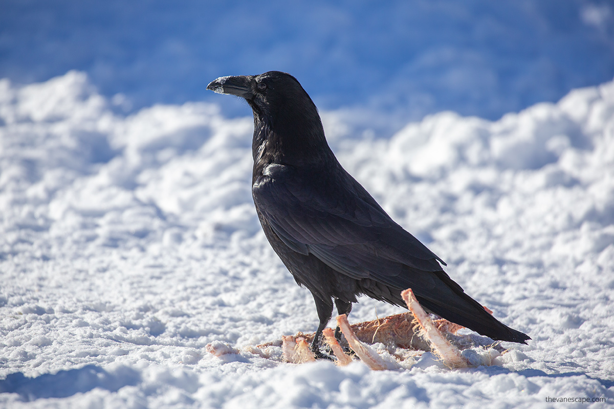 raven in winter eating carrion