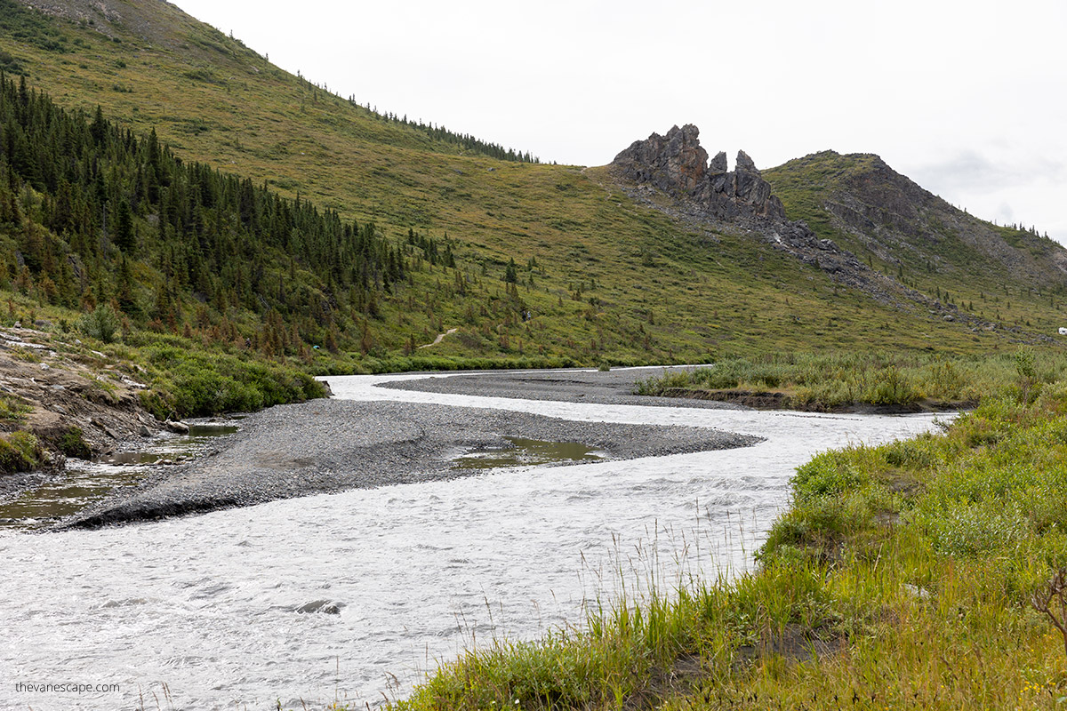 spring in Denali on Savage River