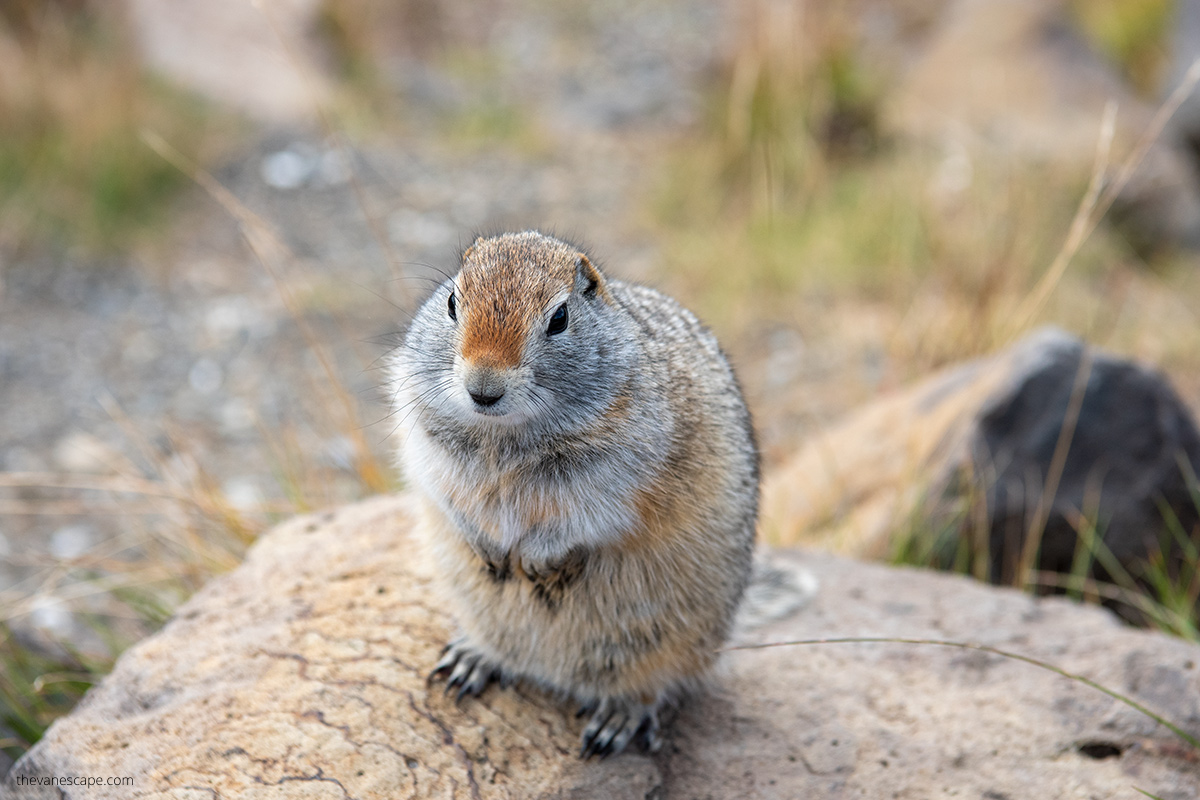 denali wildlife - squirrel on the rock