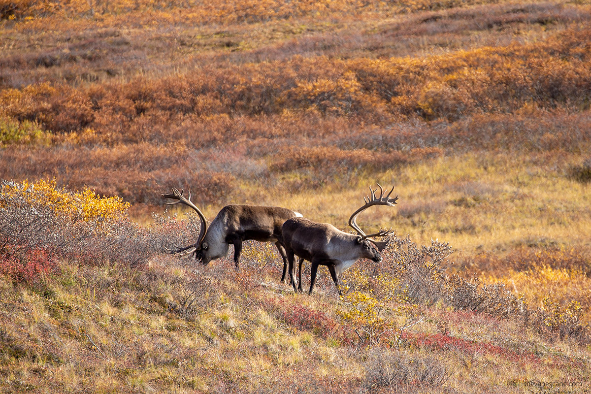 caribou in fall scenery -wildlife viewing in denali national park

