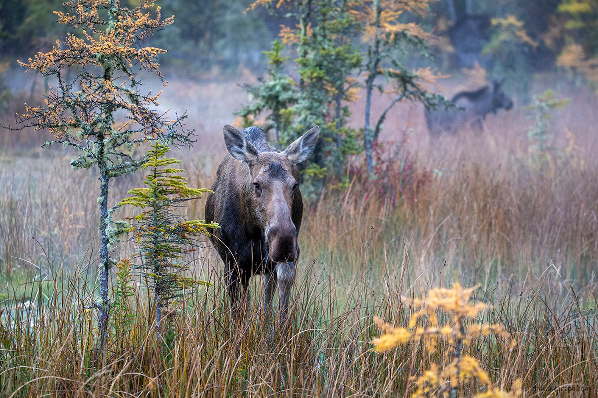 moose in fall