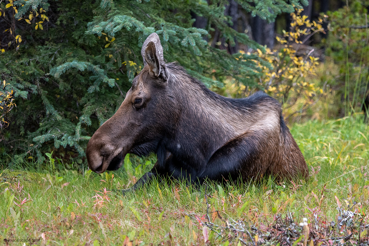 moose in grass