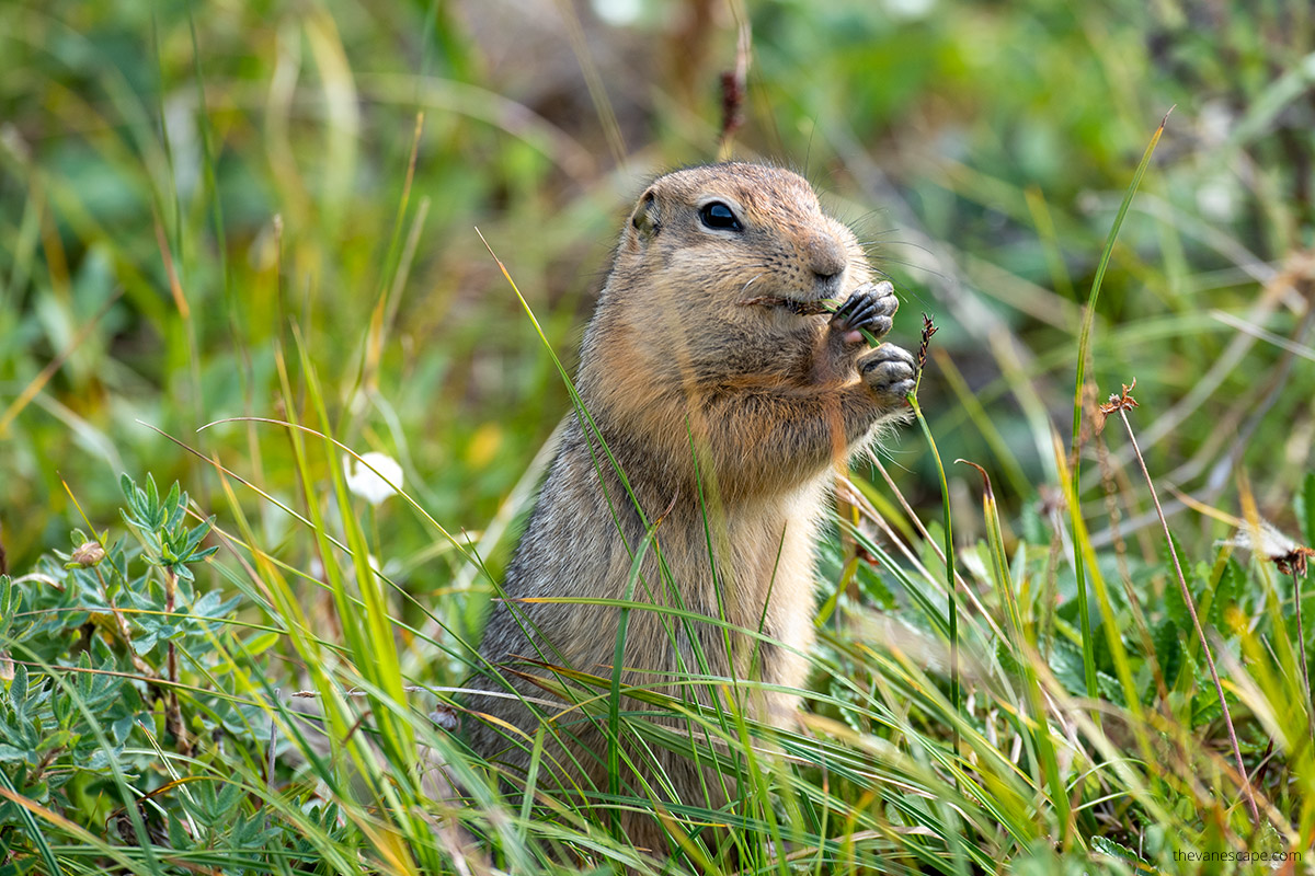 arctic squirrel in Denali eating grass