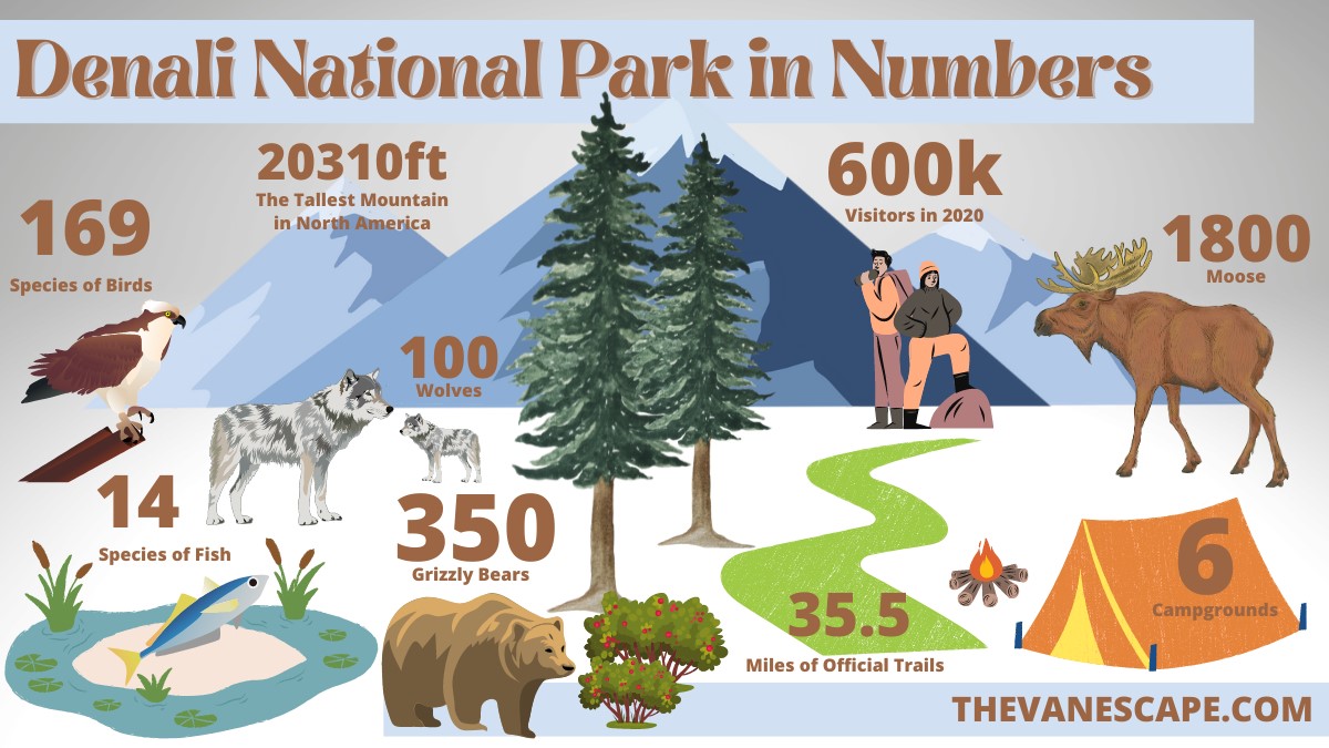 things to do in denali - infographic with denali numbers, including info about 35 miles of official trails, six campgrounds and 350 grizzly bears