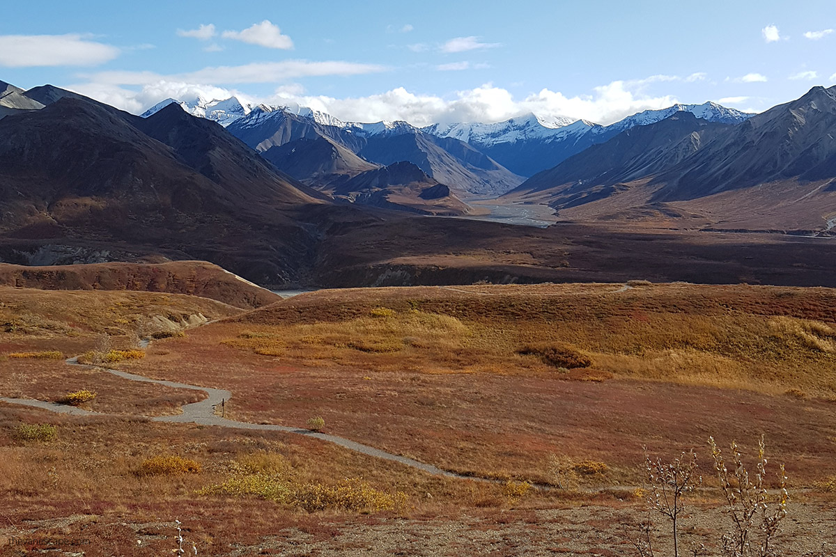 hiking trails in Denali in September- fall colors and snowy mountains in the background