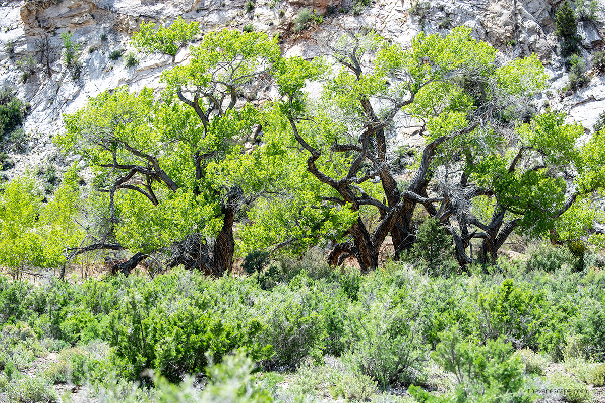 green trees in the creek