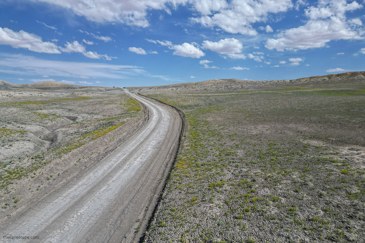 the road view with spring yellow flowers