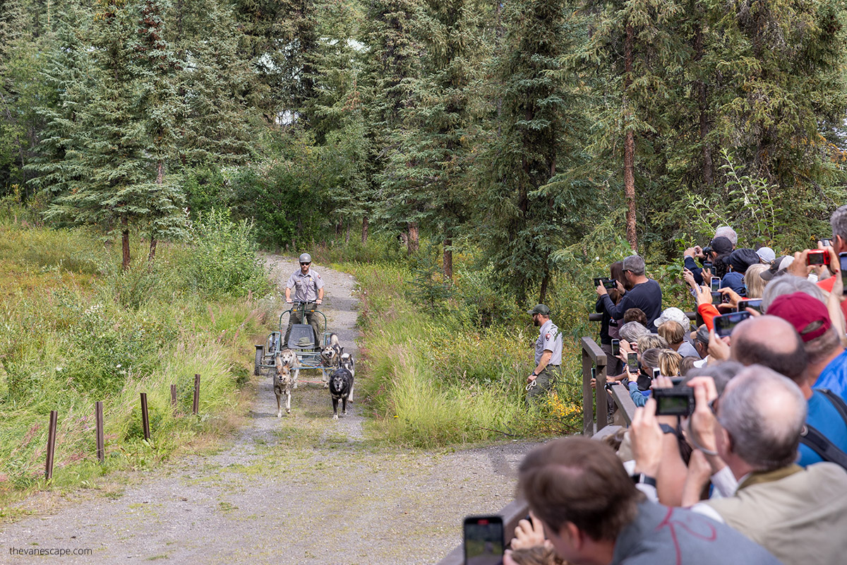 huskies pulling a cart with a ranger during a sled dog kennel demonstration in Denali and people taking pictures