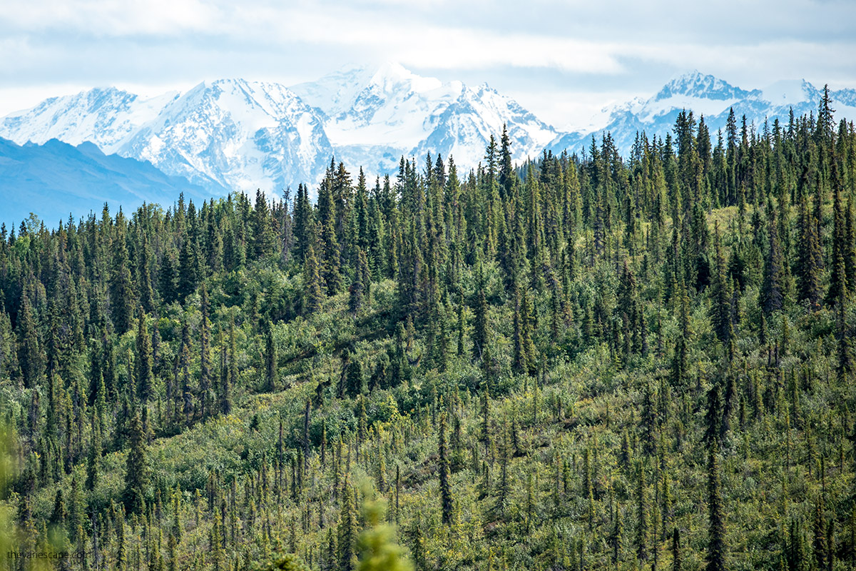 hikes in Denali - view of the deep green forest and snowy mountains in the backdrop