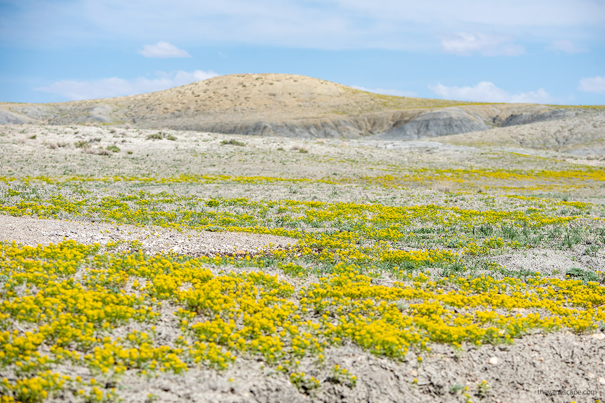 yellow flowers along the road