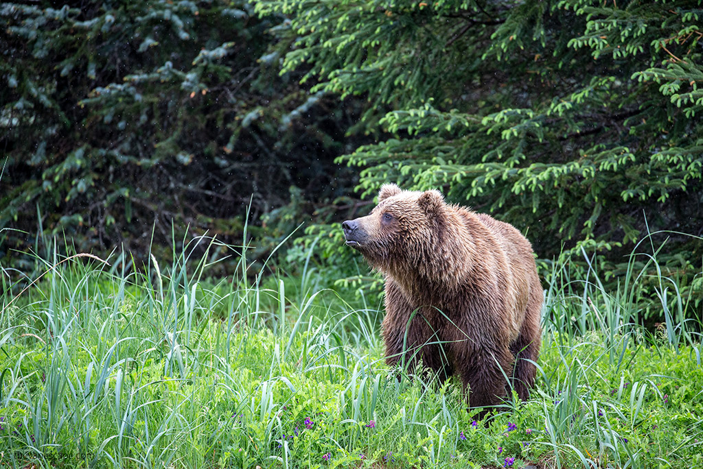 huge grizzly bear in deep grass