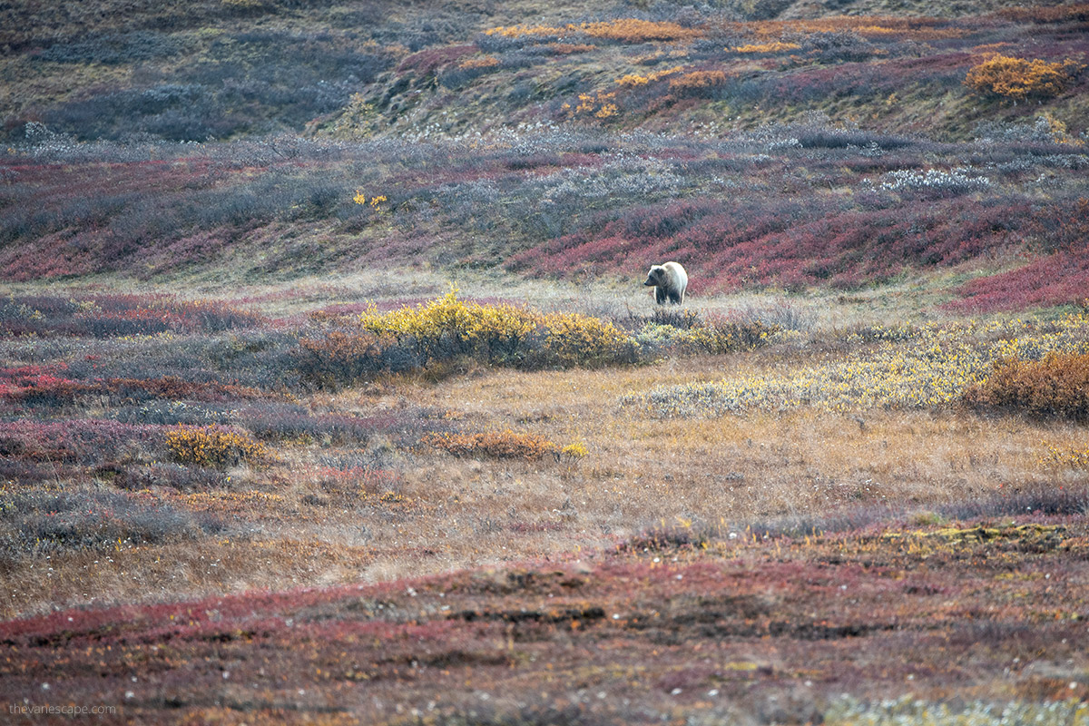 grizzly bear in Denali in September among fall colors of grass
