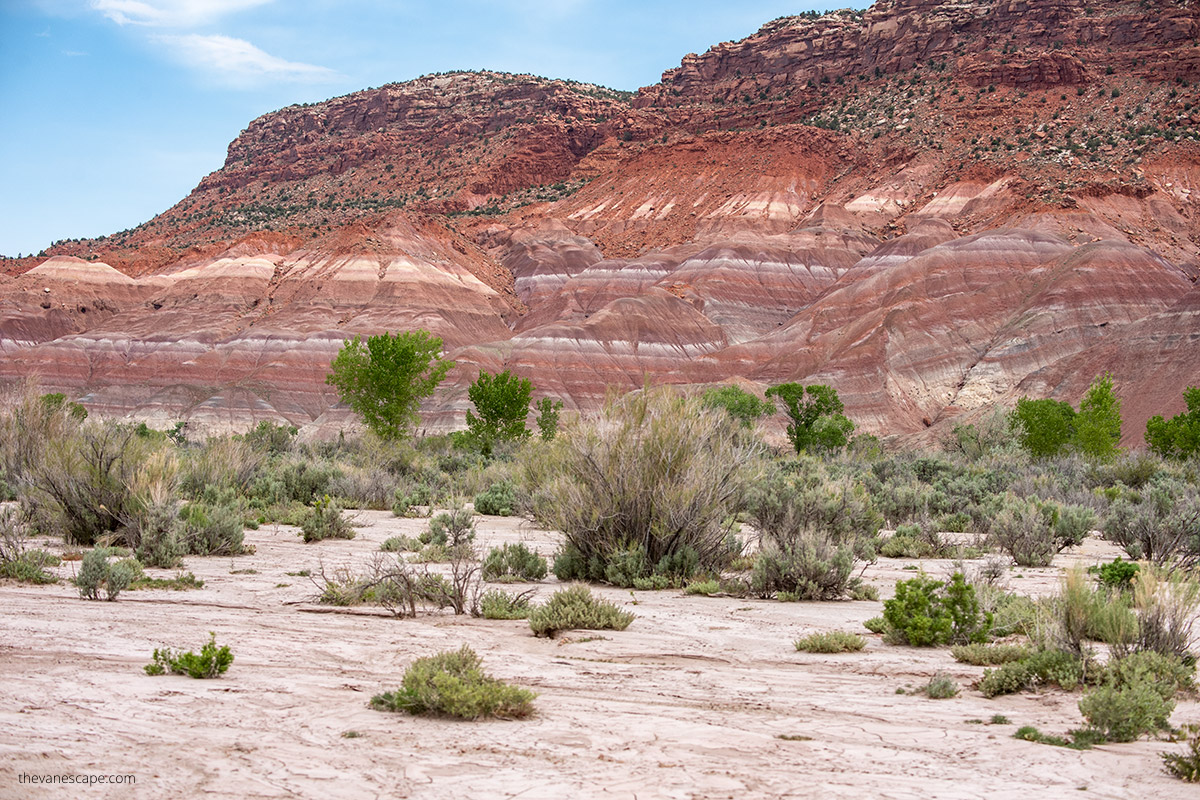 trees and bushes with backdrop of colorful rocks of Paria Townsite