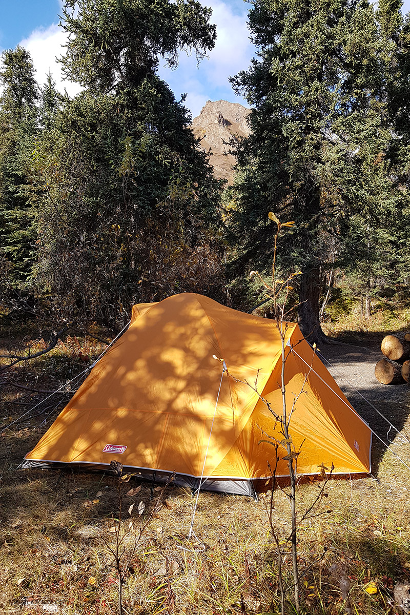 yellow tent at igloo creek campground in denali with trees and mountain view
