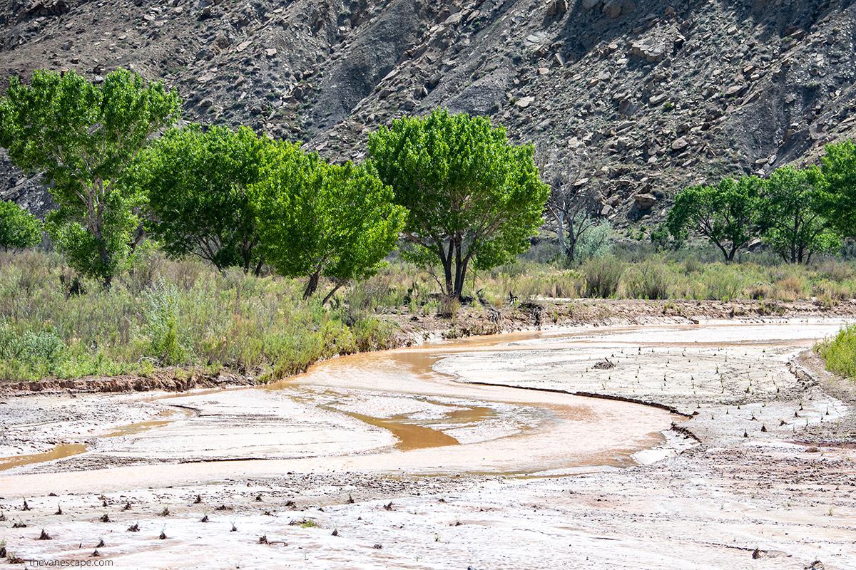 cottonwood trees alont the creek