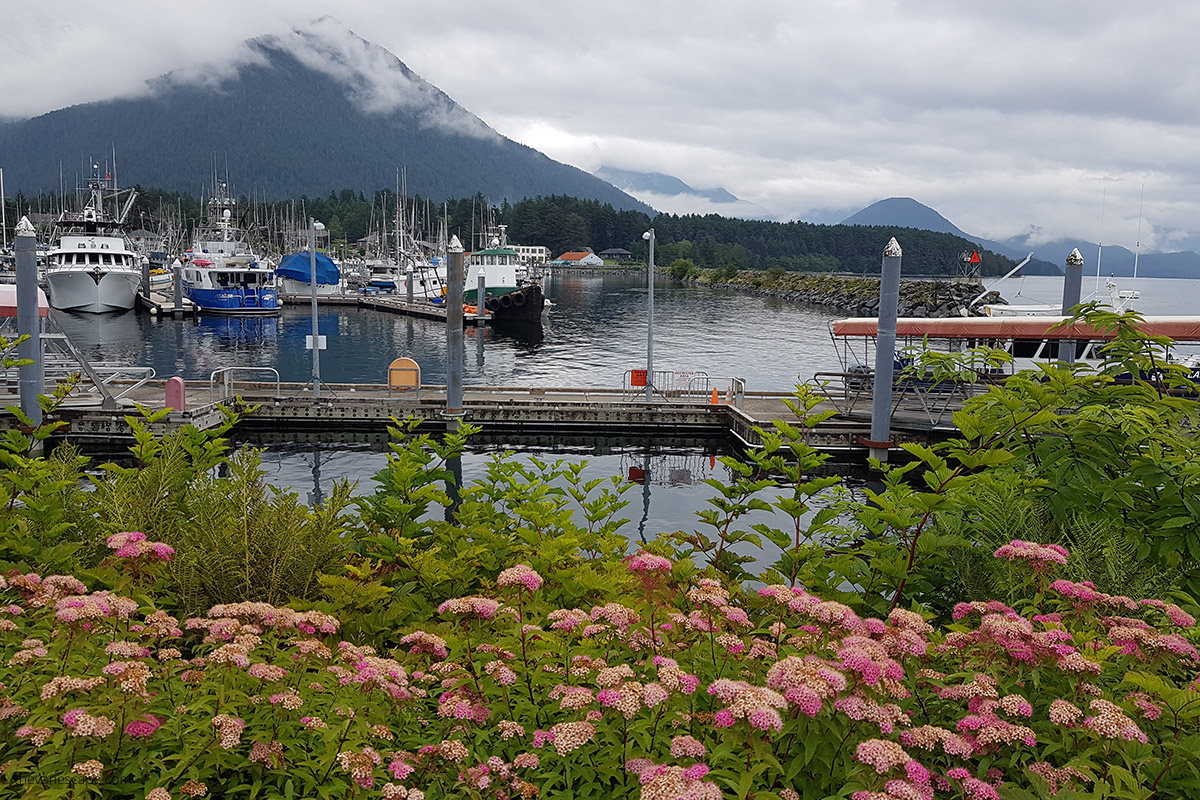 port in sitka alaska with summer flowers