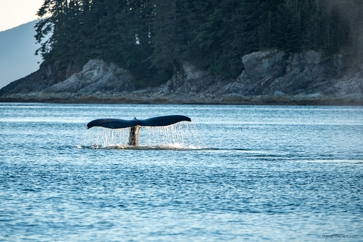 Huge whale tale during alaska cruise.