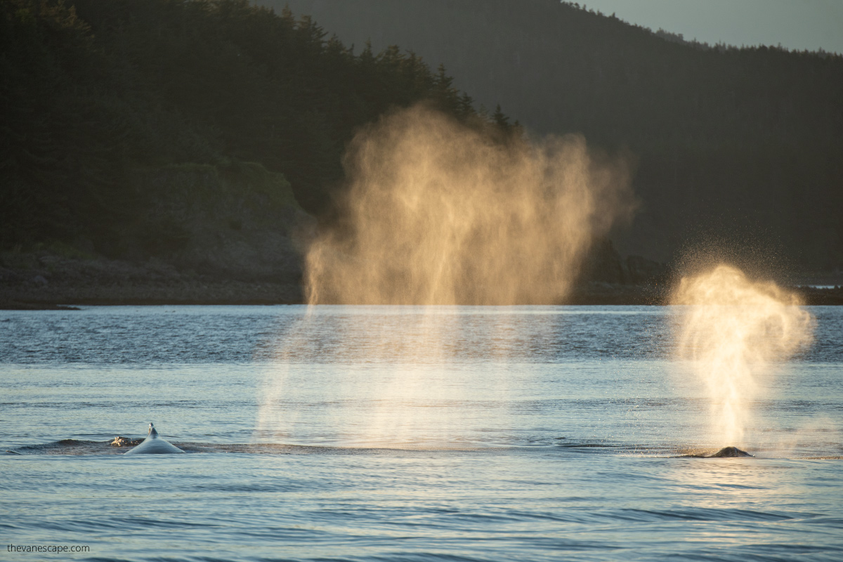 scenic whales watching in juneau alaska - whale breaching