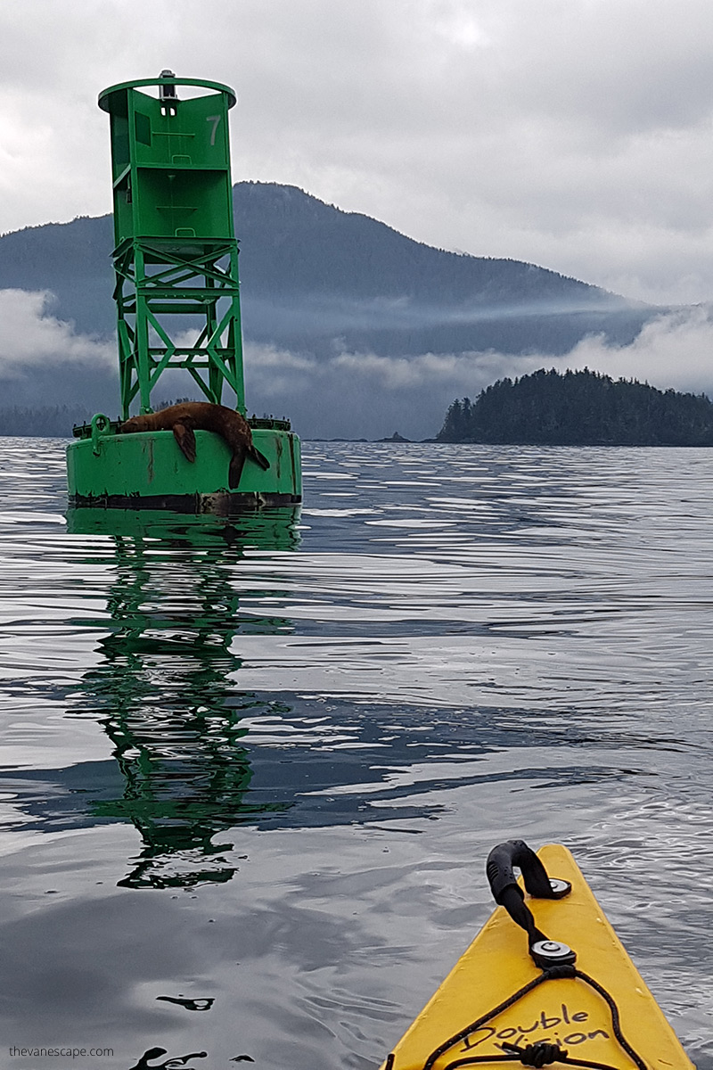 kayaking in sitka - shore excursion and admiring sea lions resting on green platform