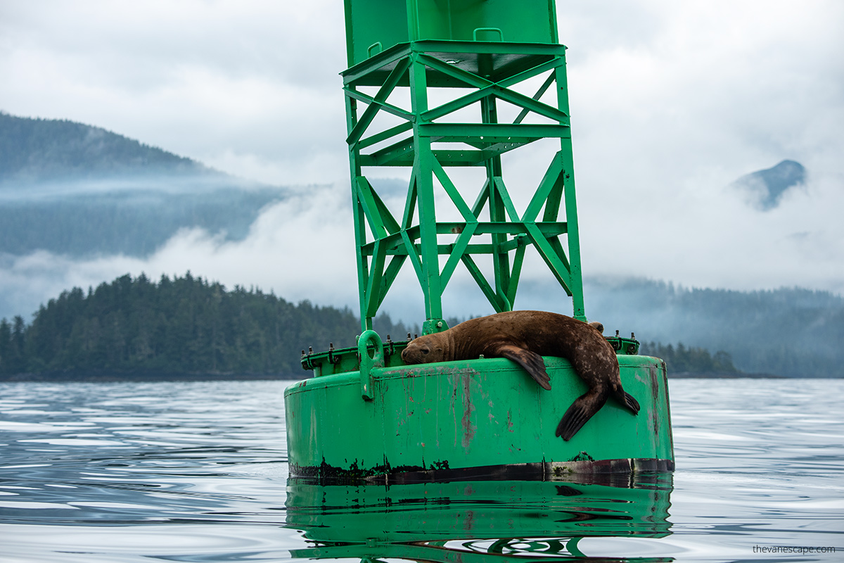huge sea lion resting on the water green platform during our kayaking shore excursion in Sitka