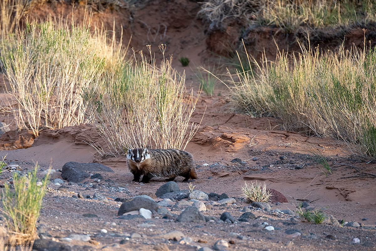 wildlife in capitol reef national park