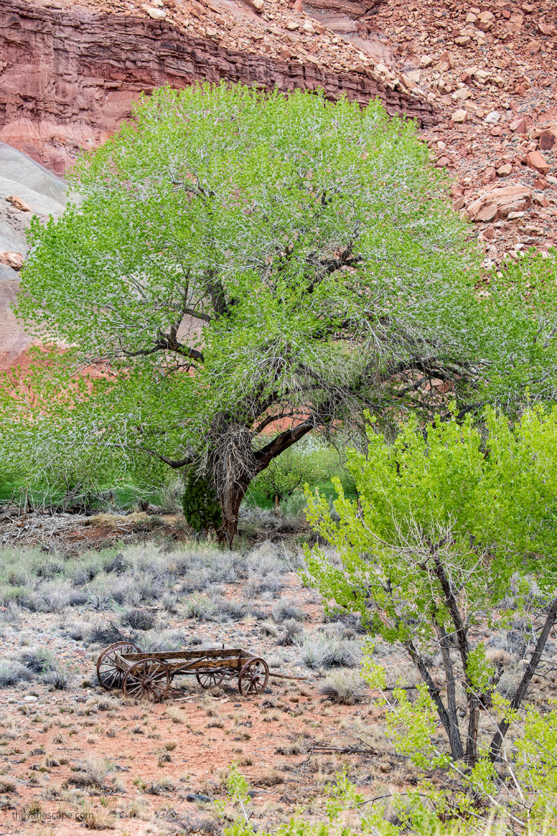 trees and rocks in Capitol Reef.