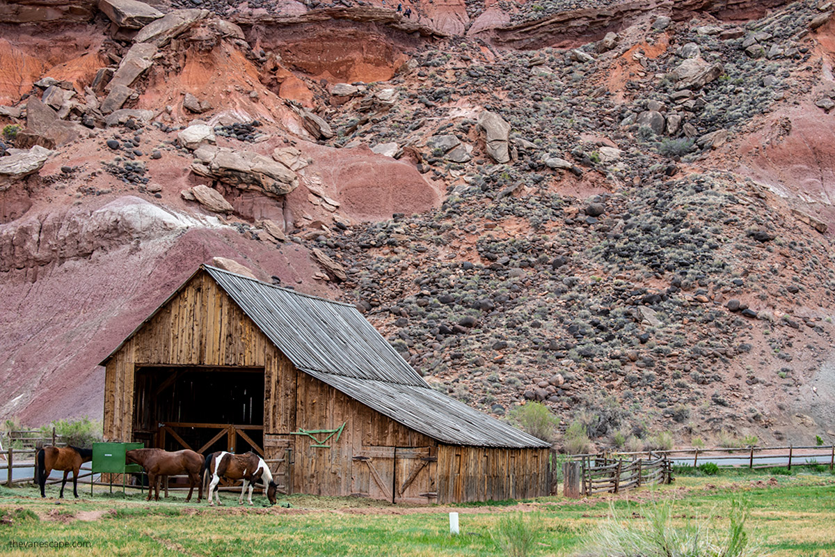 famous huge and wooden Pendleton Barn near Gifford Homestead with horses on the grass.