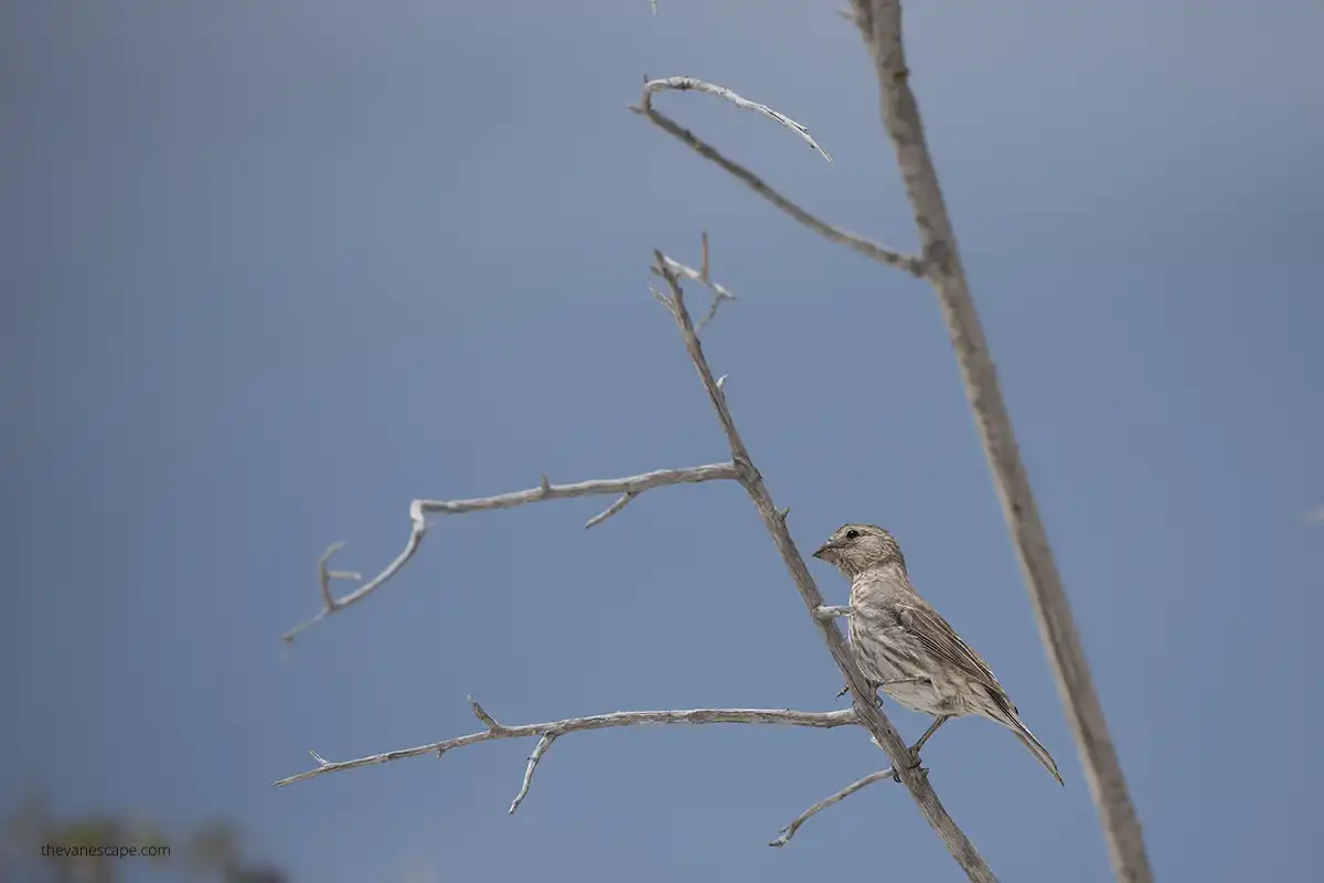 small grey bird in white sands national park. 