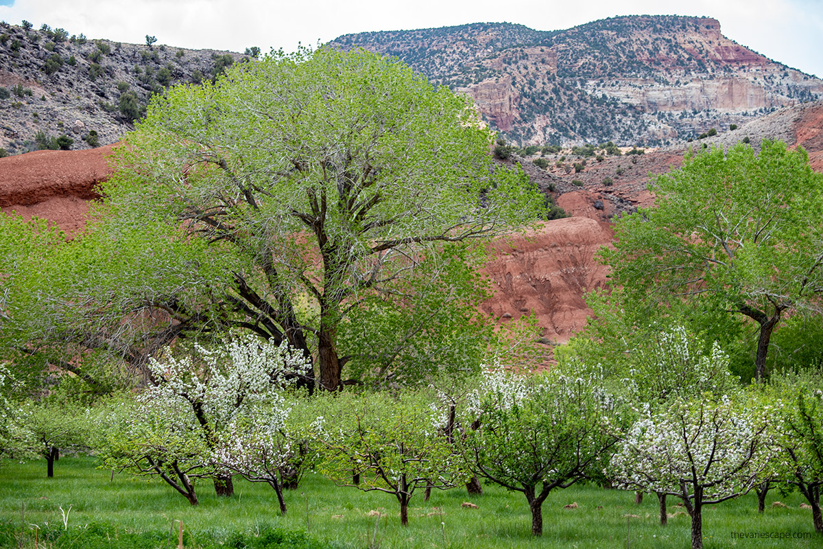 Fruita Orchards in spring - blooming trees.