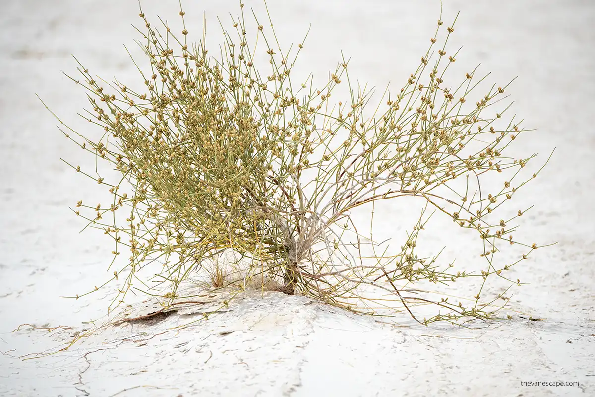 desert plant during spring which is the best time for visit white sands national park.