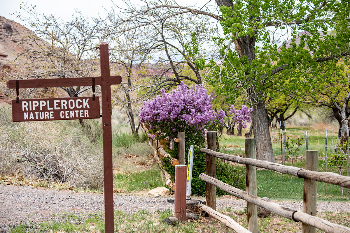 spring in Capitol Reef- wooden sign to Ripplerock Nature Center and blooming flowers in purple color.