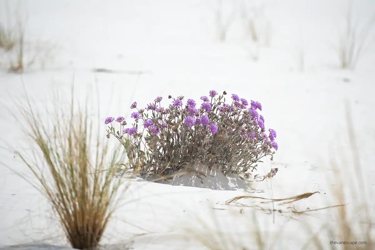delicate purple desert flowers during spring time in White Sands Dunes National Park, which is best time to visit this park.