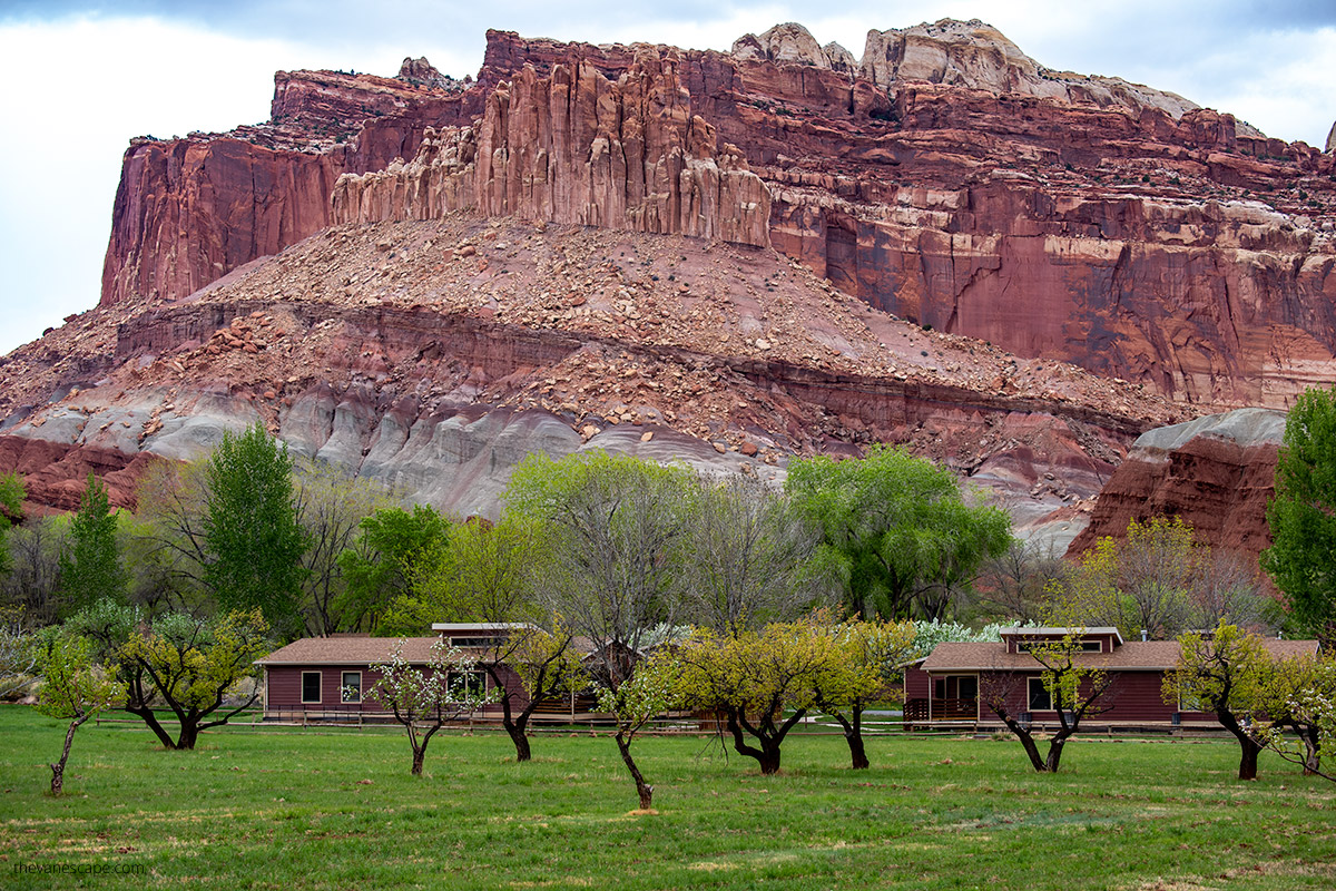 oragnes rocks of  Waterpocket Fold in Capitol Reef with blooming trees. 