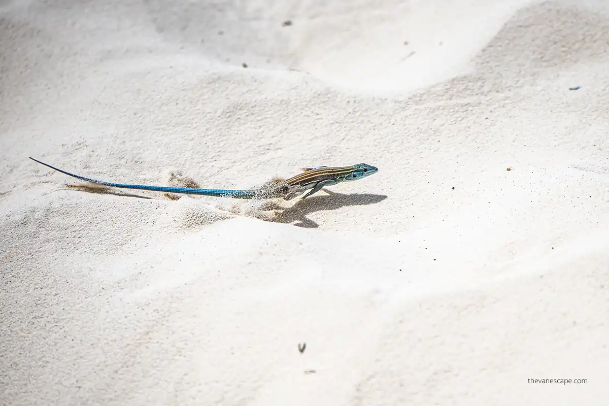 small blue lizard on white dunes in white sands national park.