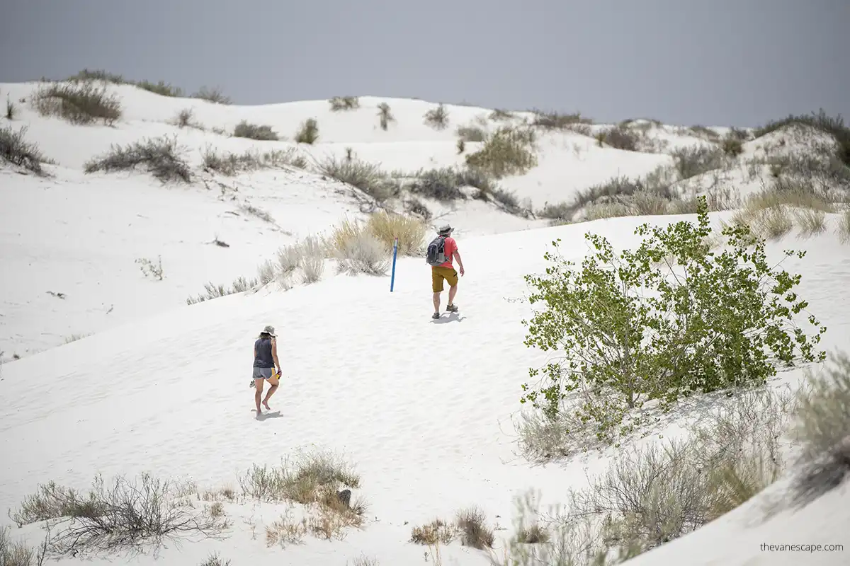 couple hiking on dunes in White Sands National Park among small green desert plants.