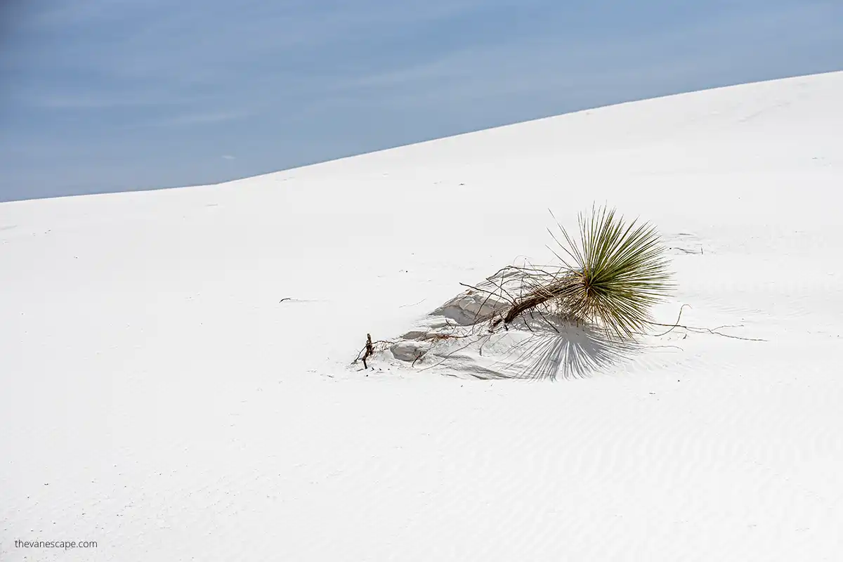 small green plant on dune in white sands national park in new mexico.