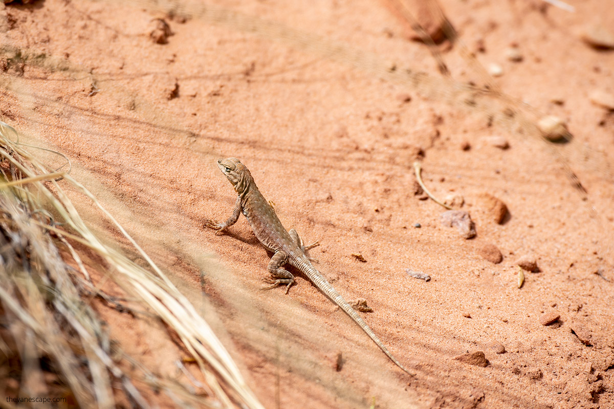 a lizard basking in the sun on a stone in Capital Reef.