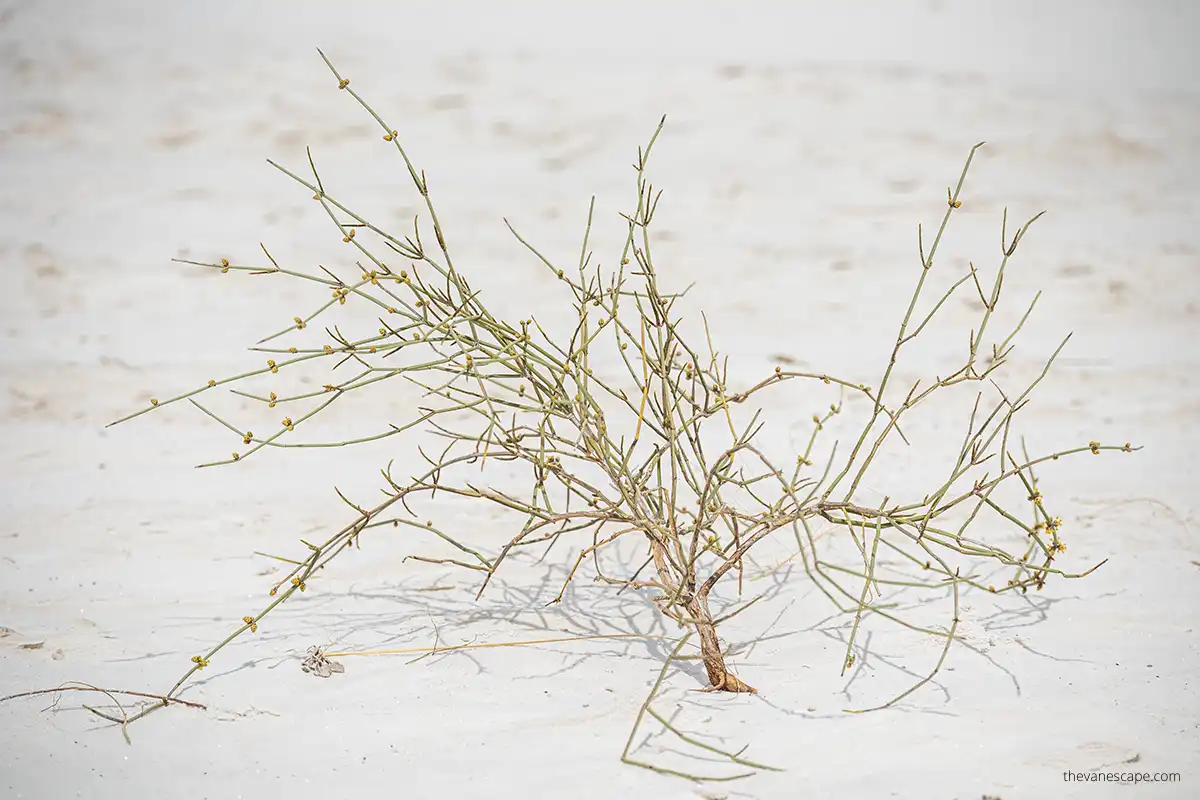 deserted plant 