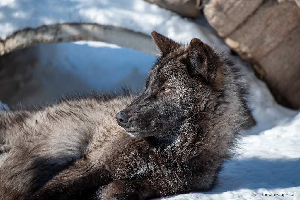 wolf in west Yellowstone in winter.