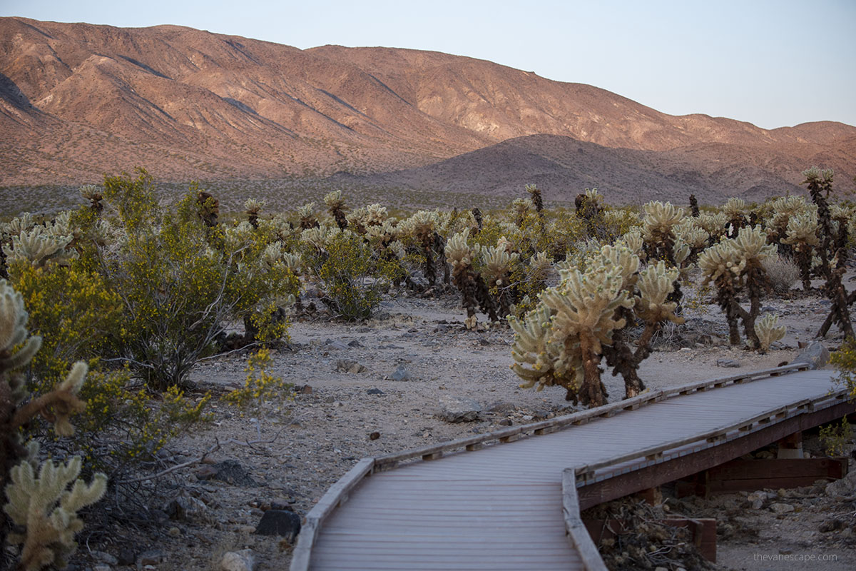 Wooden hiking path in Cholla cactus garden.