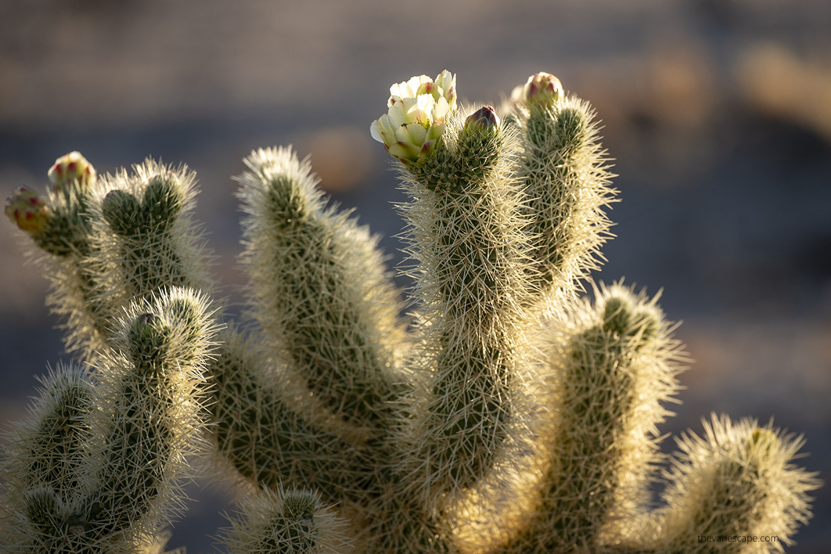 Blooming cholla cactus during sunrise.