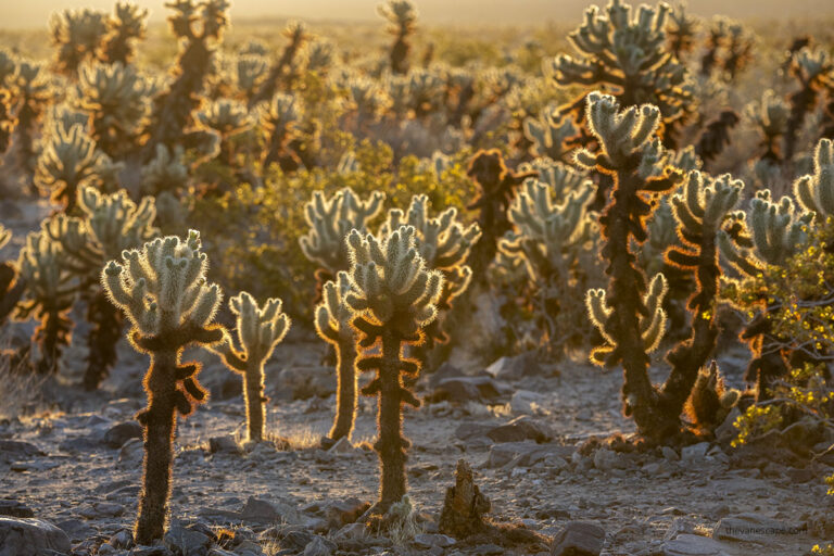 Exploring Cholla Cactus Gardens in Joshua Tree National Park