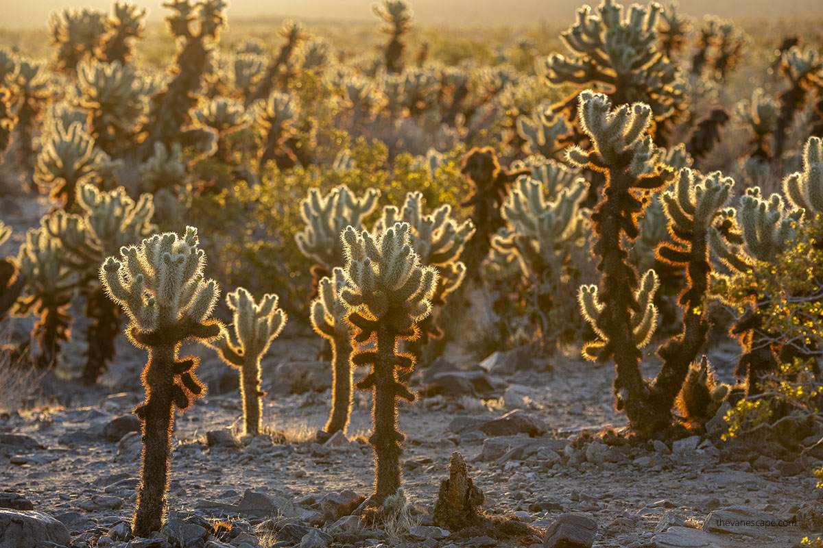 Cholla Cactus Garden in Joshua Tree National Park during sunrise.