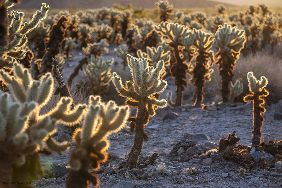 Cholla cactus in Joshua Tree National Park.