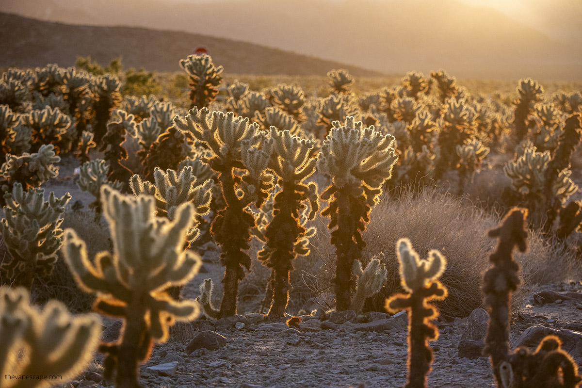 Cholla Cactus Garden in Joshua Tree.