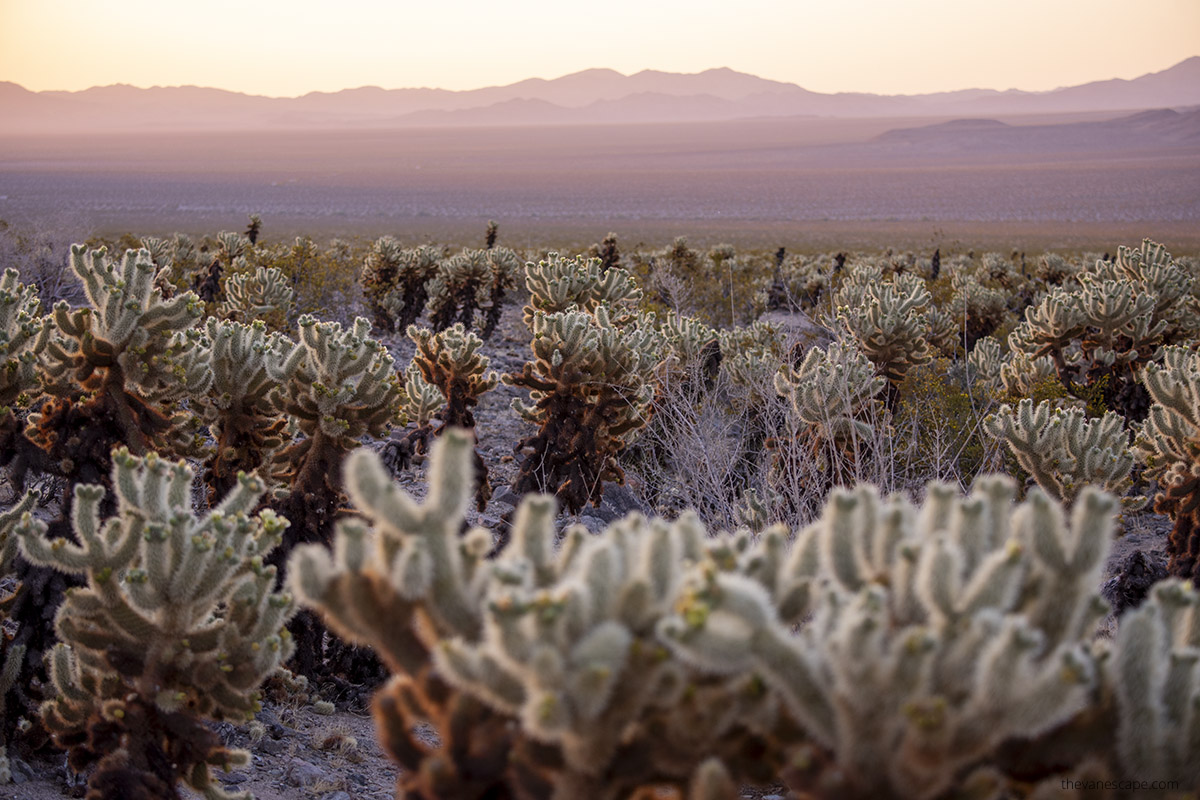 Cholla cactus garden during sunset.